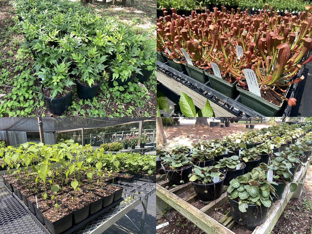 Brookgreen Gardens' Plant Sales A HowTo Guide Brookgreen